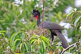 Crested Guan